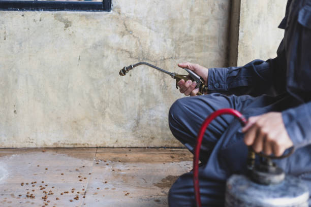 Best Rat Extermination Near Me  in Needville, TX